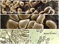 Dianema depressum-amf2246